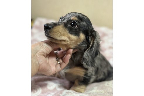 成約済の宮崎県のミニチュアダックスフンド(ロングヘアード)-320183の3枚目