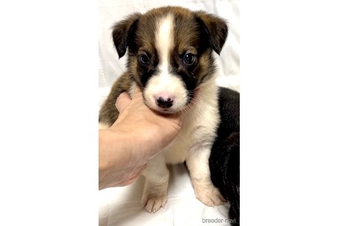 成約済の奈良県のミックス犬-340553の1枚目