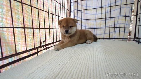 成約済の茨城県の柴犬-332599の1枚目