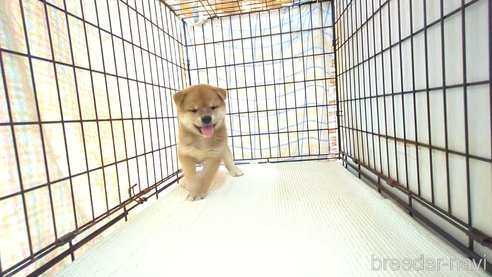 成約済の茨城県の柴犬-332599の5枚目