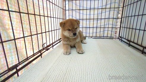 成約済の茨城県の柴犬-332599の4枚目