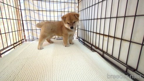成約済の茨城県の柴犬-332599の3枚目
