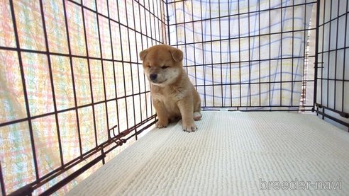 成約済の茨城県の柴犬-332599の2枚目