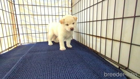 成約済の茨城県の柴犬-332598の4枚目