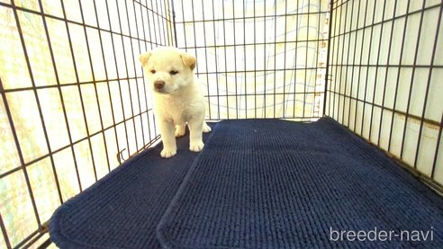 成約済の茨城県の柴犬-332598の3枚目
