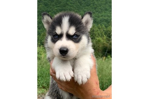 成約済の三重県のシベリアンハスキー-340599の1枚目