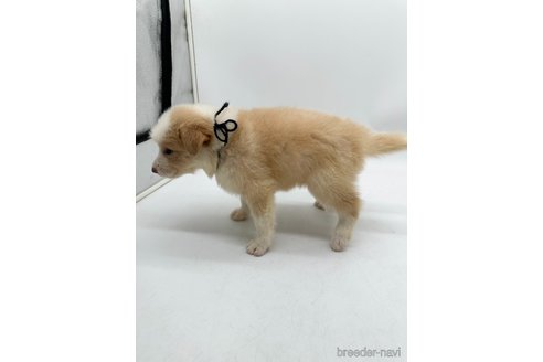 成約済の愛知県のボーダーコリー-340617の2枚目