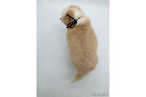 成約済の愛知県のボーダーコリー-340617の3枚目