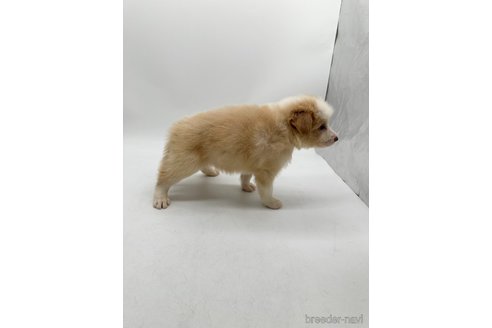 成約済の愛知県のボーダーコリー-340617の4枚目