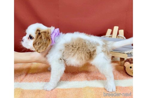 成約済の埼玉県のキャバリアキングチャールズスパニエル-340620の5枚目