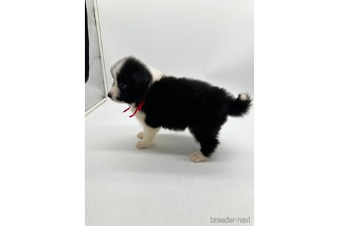 成約済の愛知県のボーダーコリー-340619の2枚目