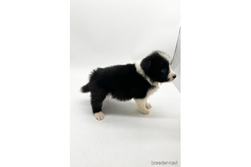 成約済の愛知県のボーダーコリー-340619の3枚目