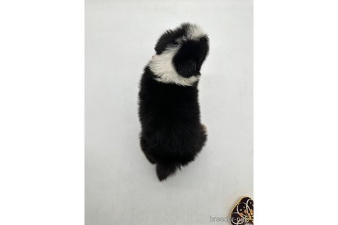 成約済の愛知県のボーダーコリー-340619の4枚目