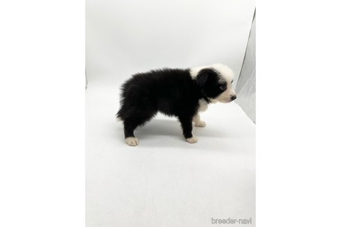 成約済の愛知県のボーダーコリー-340621の2枚目