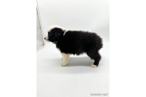 成約済の愛知県のボーダーコリー-340621の3枚目