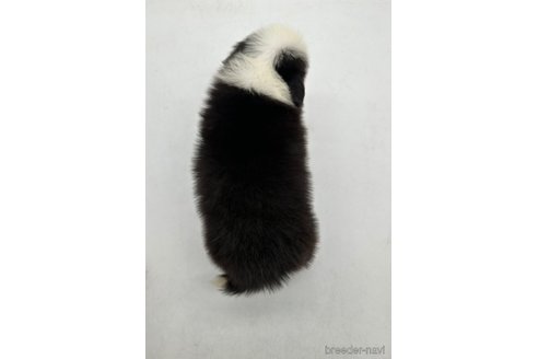 成約済の愛知県のボーダーコリー-340621の4枚目