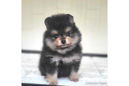 成約済の茨城県のポメラニアン-339076の10枚目
