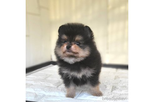 成約済の茨城県のポメラニアン-339076の6枚目