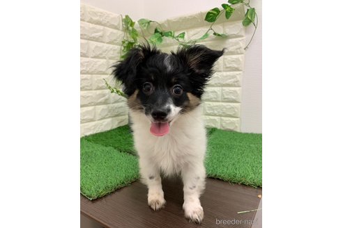 成約済の岡山県のミックス犬-331879の4枚目