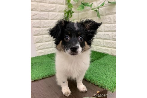 成約済の岡山県のミックス犬-331879の2枚目