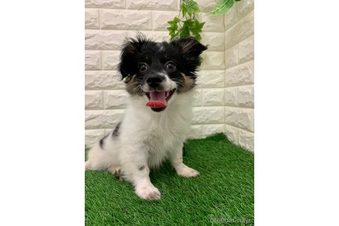成約済の岡山県のミックス犬-331879の3枚目