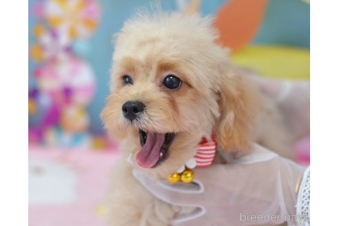 成約済の埼玉県のミックス犬-320152の45枚目