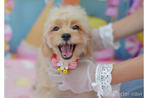 成約済の埼玉県のミックス犬-320152の44枚目
