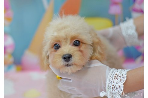 成約済の埼玉県のミックス犬-320152の43枚目