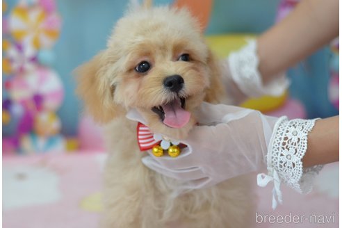 成約済の埼玉県のミックス犬-320152の41枚目