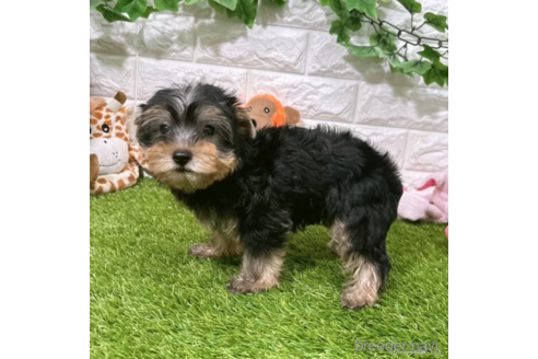 成約済の愛知県のヨークシャーテリア-333991の5枚目