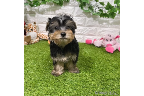 成約済の愛知県のヨークシャーテリア-333991の1枚目