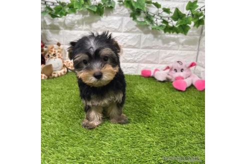 成約済の愛知県のヨークシャーテリア-333991の2枚目