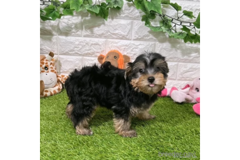 成約済の愛知県のヨークシャーテリア-333991の3枚目