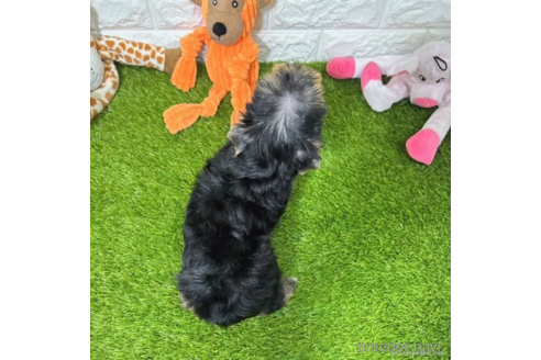 成約済の愛知県のヨークシャーテリア-333991の4枚目