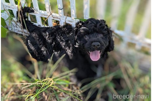 成約済の東京都のその他の犬種-328806の7枚目
