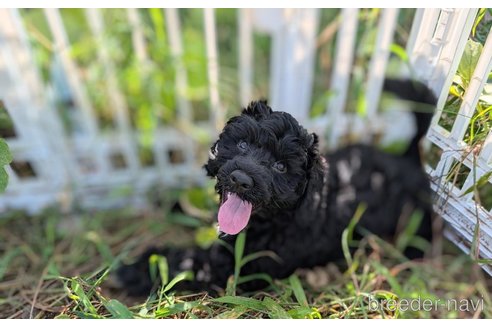 成約済の東京都のその他の犬種-328806の9枚目