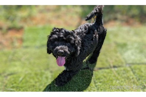 成約済の東京都のその他の犬種-328806の8枚目