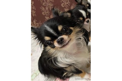 チュキちゃん1枚目
