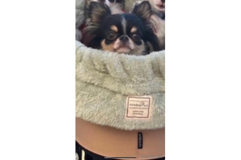 チュキちゃん1枚目