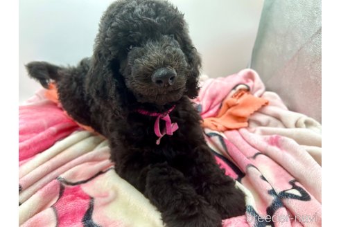 成約済の香川県のスタンダードプードル-340691の14枚目