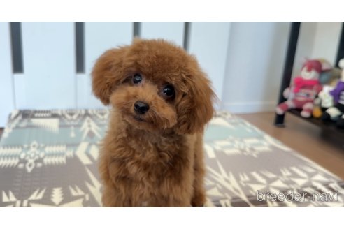 成約済の埼玉県のティーカッププードル-317623の13枚目