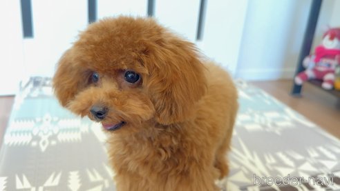 成約済の埼玉県のティーカッププードル-317623の5枚目