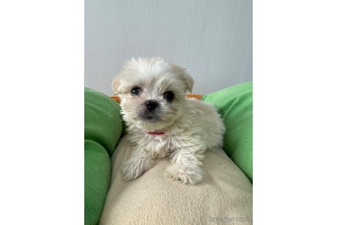 成約済の滋賀県のミックス犬-334566の15枚目