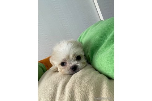 成約済の滋賀県のミックス犬-334566の14枚目