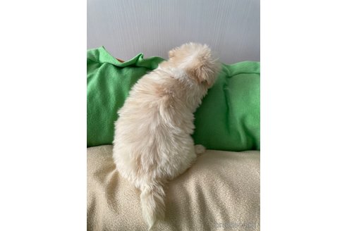 成約済の滋賀県のミックス犬-334566の12枚目