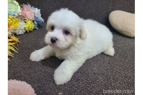 成約済の東京都のマルプー:マルチーズ×トイプードル-340699の18枚目
