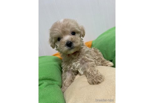 成約済の滋賀県のマルプー:マルチーズ×トイプードル-336191の13枚目
