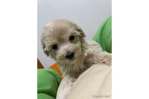 成約済の滋賀県のマルプー:マルチーズ×トイプードル-336192の18枚目