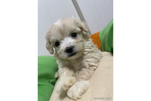 成約済の滋賀県のマルプー:マルチーズ×トイプードル-336193の4枚目