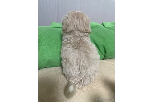 成約済の滋賀県のマルプー:マルチーズ×トイプードル-336193の2枚目